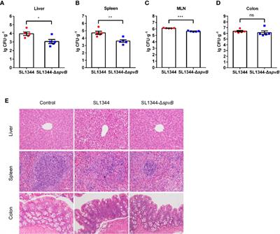 Salmonella Effector SpvB Disrupts Intestinal Epithelial Barrier Integrity for Bacterial Translocation